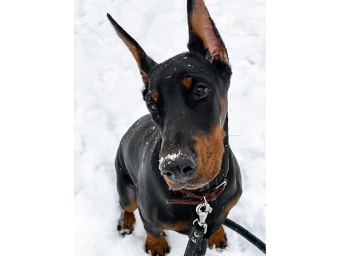 Füzeden Daha Etkili Doberman