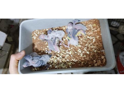 Üretimhanemizden Yavru Muhabbet Kuşları