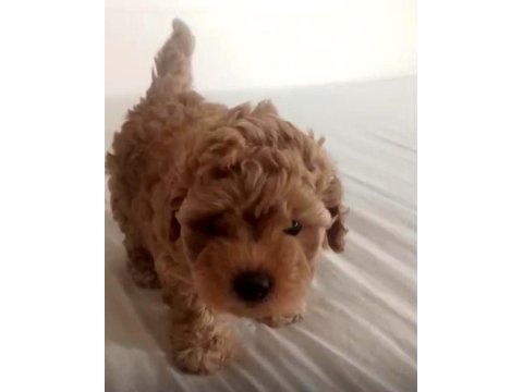 Şecereli Anneden Toy Poodle Kore Kan Yavrumuz