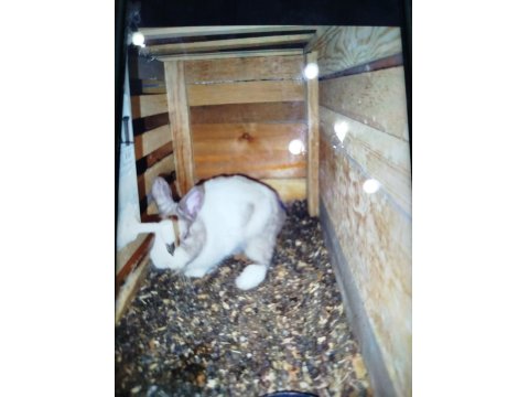 Bir Dişi Bir Erkek Hollanda Cüce Tavşanı Sahiplenmek İstiyenler Yazsın