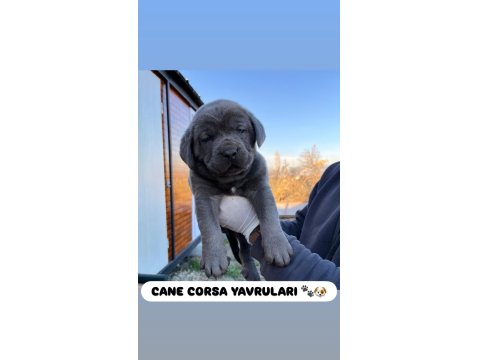 Dev Cane Corso Yavruları