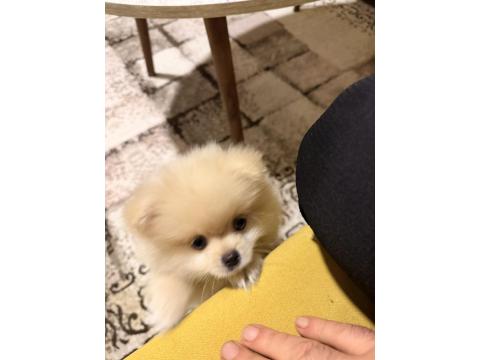 Pomeranian Erkek Aslan