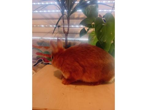 Orjinal Cüce Tavşanlar