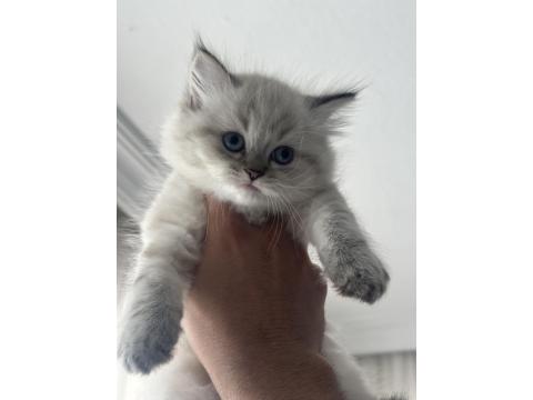 1.5 Aylık Mavi Gözlü British Longhair Yavru