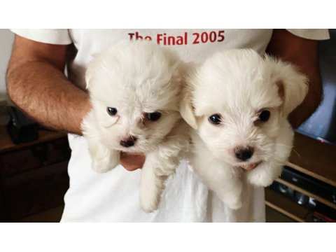 Maltese Terrier Çocukların Dostu Evimizin Neşesi