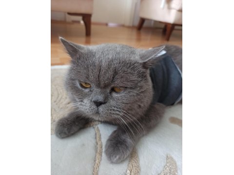 5 Yaşındaki British Longhair Oğlumuza Yeni Yuva Arıyoruz