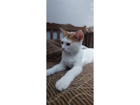 Kedimiz Rodrigo Sahibini Arıyor