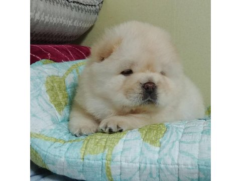 Chow Chow Köpeği Yavruları