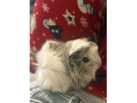 Sütten Kesilen Ele Alışık Yavru Guinea Pig