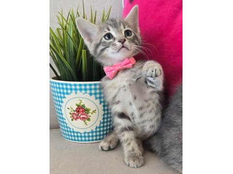 Ücretsiz İkiz Dişi Kedimiz