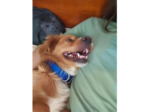 Altın Kalpli Köpeğimiz Chucky İçin Ömürlük Yuva Arıyoruz