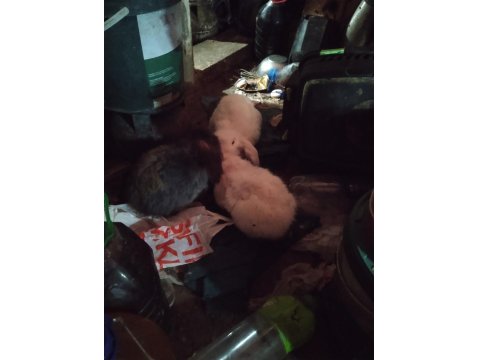 Fazlalık Nedeniyle Tavşan Sahiplendirilecek Beyaz Kırmızı Gözlü Zelandalar