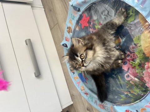 British Longhair Cinsi Kedimiz