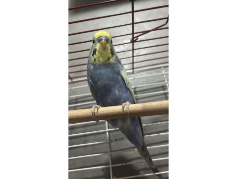 Rainbow Muhabbet Kuşu