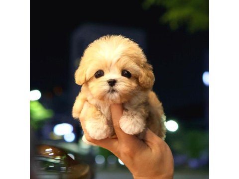 Kore Maltipoo Bebeklerim
