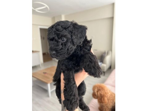 Silver Poodle Yavruları