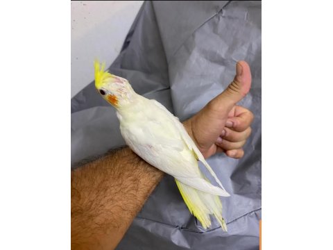 Sultan Papağanı 2 Aylık