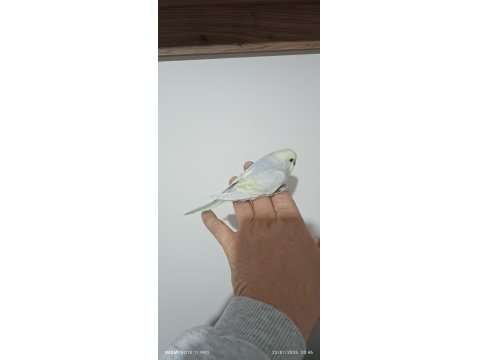 Yeme Düşmüş Rainbow Muhabbet Kuşu Yavrum Dişi