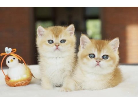 British Shorthair Golden Yavrular