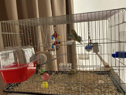 Çift Forpus Papağanı Ve Malzemeler