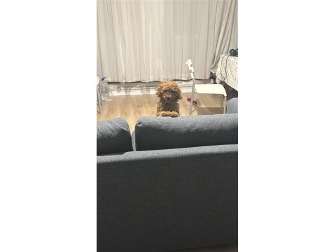 2,5 Aylık Toy Poodle Dişi