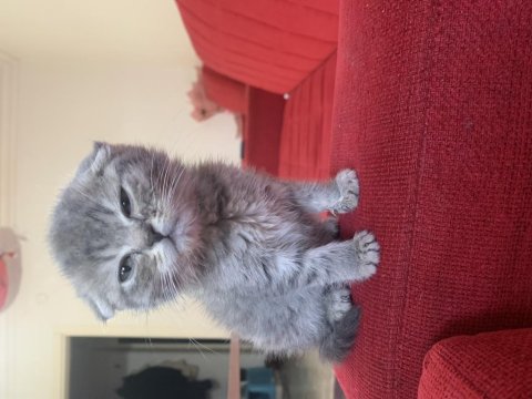 55 Günlük Scottish Fold Erkek Bebeğim
