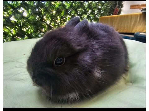 Hollanda Cüce Tavşanı Bebeklerimiz Yeni Yuvalarını Arıyor