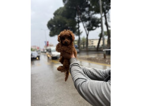 Şehir Dışına Çıkacağım İçin Sahpilendireceğim Poodle