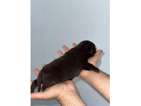 30 Günlük Siyah Pug Yavruları Rezerve Açık