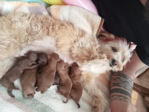 Köpeğimizin Sahiplendirilecek Melez Yavruları