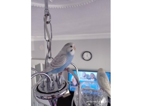 Oyuncu Yavru Muhabbet Kuşlar