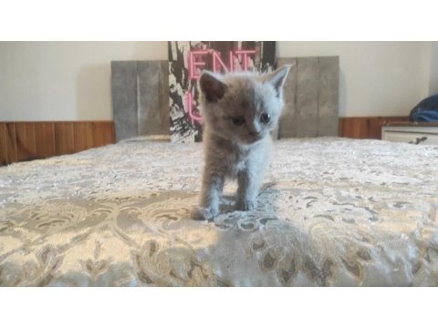 Lilac Ve Beyaz Renkli British Yavrular