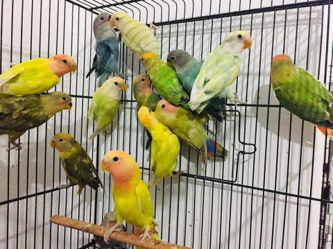 Sevda Cennet Papağanı Yavrular