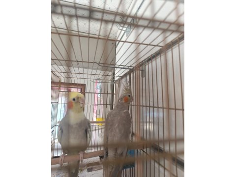 Sultan Papağanı Sağlıklı