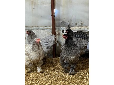 Black Blue Brahma Kuluçkalık Yumurta Ve Civciv