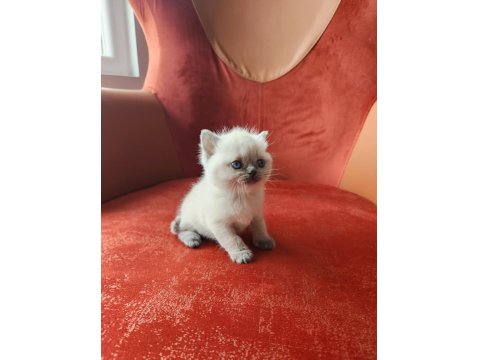 British Shorthair Blue Point