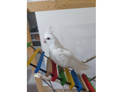 Uygun Fiyat Albino Kırmızı Göz Sultan Papağanı