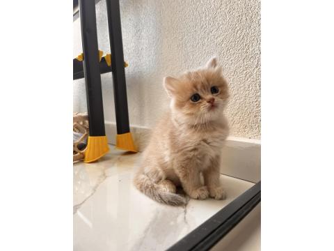 Safkan British Yavrular