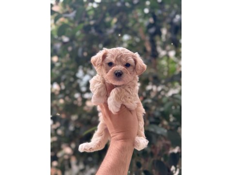 Yavru Maltipoo Köpeği