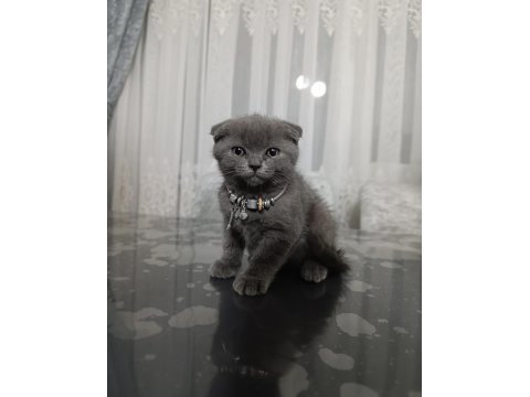 2 Aylık Dişi Scottish Fold