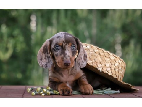 Dachshund Sosis Köpek Yavrularımız