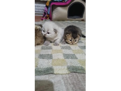 Scottish Fold Yavrular
