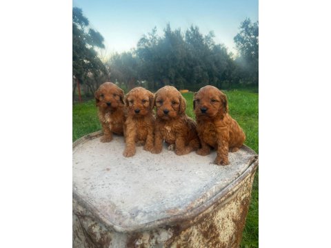 Büyümeyen Maltipoo Yavrularım