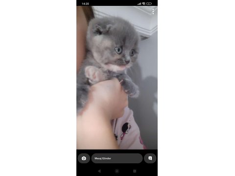 Dünya Tatlısı Minnoş Kedimiz Evinizin Neşesi Olacak