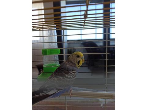 Sevecen Dişi Muhabbet Kuşu