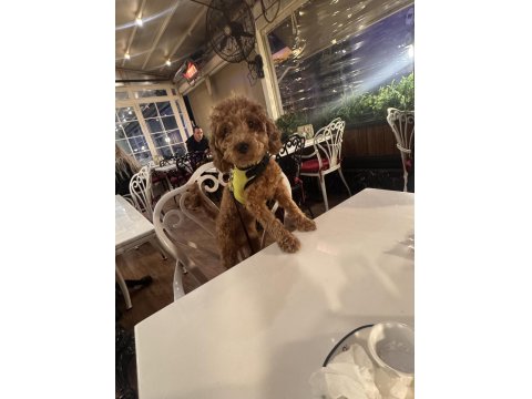 7 Aylık Poodle Acil