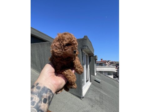 Red Brown Toy Poodle Yavrular