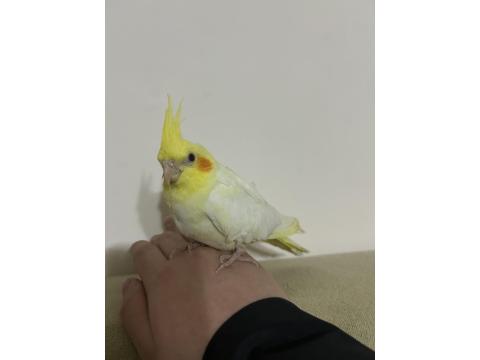 2 Aylık Yavru Sultan Papağanı