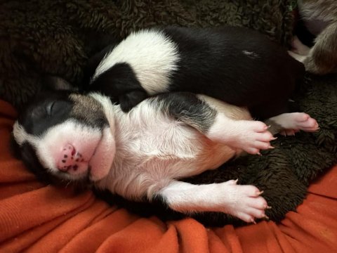 Türkiye’nin 2025 İlk Bull Terrier Yavruları İddia Ediyorum