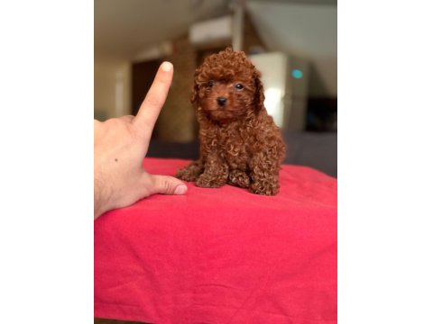 Kore Kan Toy Poodle